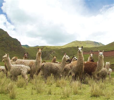 Fuzzy fur of Peru’s Alpacas serves as inspiration for alum’s new UW-branded clothing company