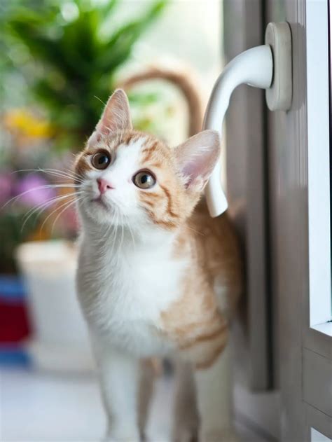 9 Arti Mimpi Dicakar Kucing yang Bikin Penasaran, Begini Maknanya