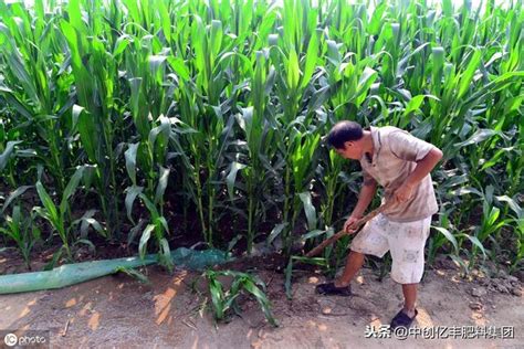 如何掌握夏玉米的种植密度播种量