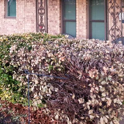 Q Cindy W From Dallas Mature Bush Looks Like It Is Dead Photo Neil Sperry S GARDENS