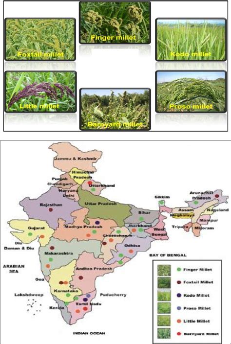 Figure 1 From Ethnobotanical Study Of Small Millets From India