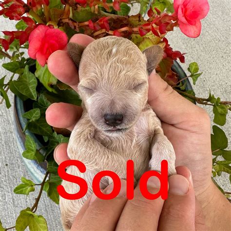 Pearl Petite Posh Puppies