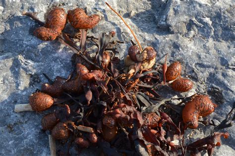 Фукус - суперфуд здоровья и долголетия. Какими полезными свойствами он ...