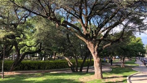 El Mezquite El Super Rbol Que Resiente El Calor Y Es Nativo De