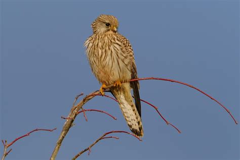 Common Kestrel Bird Of Pray Free Photo On Pixabay Pixabay