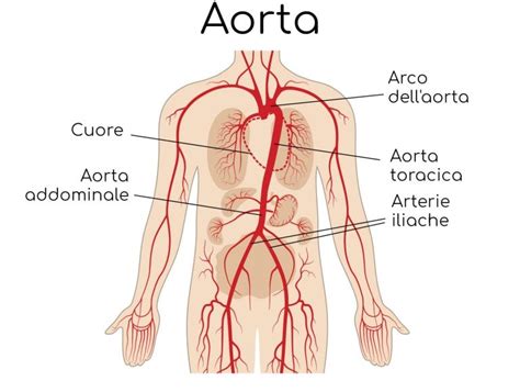 Dissezione Aortica Cause Sintomi E Cura Valori Normali