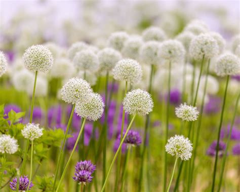 Allium Stipitatum White Giant Bulbs — Buy Online At Farmer Gracy Uk