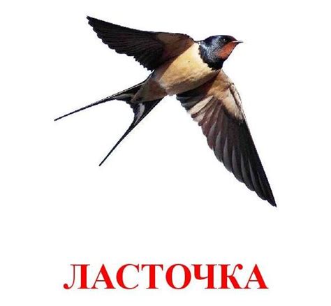 Картинка Ласточка Для Детей Цветная – Telegraph