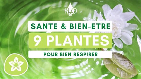 Plantes Qui Nettoient Vos Poumons Sant Bien Tre Astuces Et