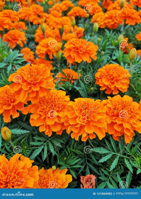 Fire flowers stock photo. Image of garden, russia, orange - 121804982