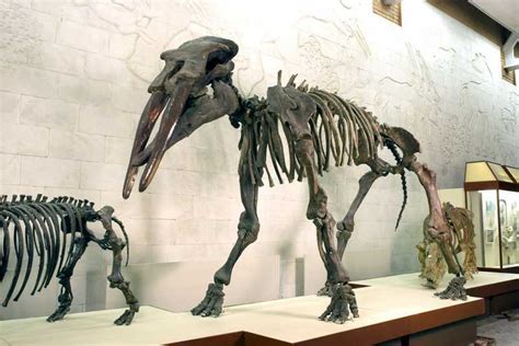 Gomphotherium Izi Travel