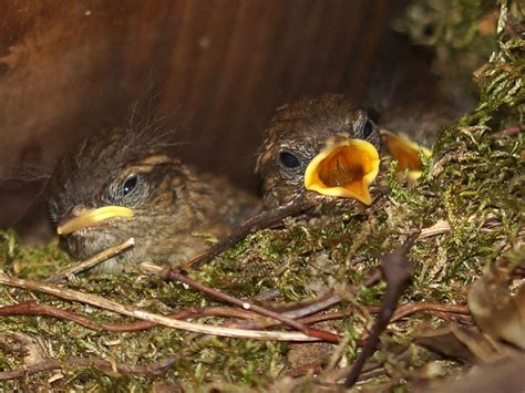 Zaunk Nig Troglodytes Troglodytes Wildvogelhilfe Org