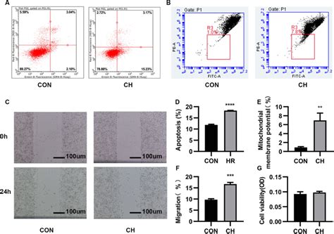 Chronic Hypoxia CH Promotes The Apoptosis And Migration Of Human