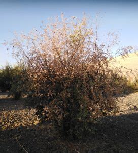 Verticilosis Del Olivo Tratamiento Olivos Resistentes Viveros Criado