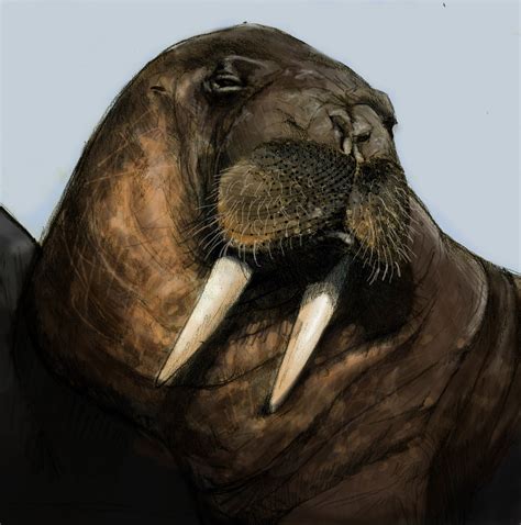 Amy Doodle: Walrus: The Beautiful