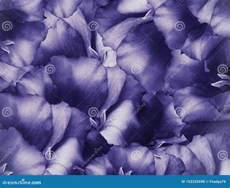 Fundo Roxo Do Vintage Floral Um Ramalhete De Flores De Turquesa Close