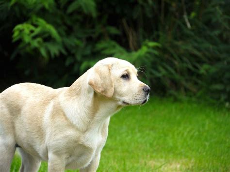 CHIOT LABRADOR FEMELLE SABLE