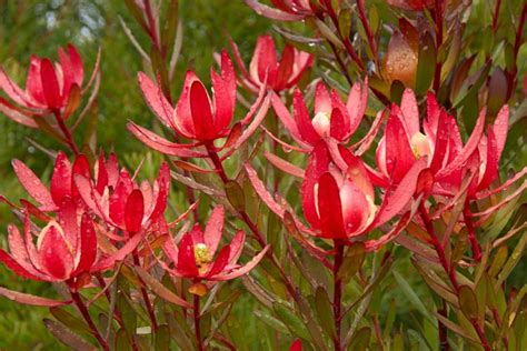 Leucadendron Safari Sunset Conebush