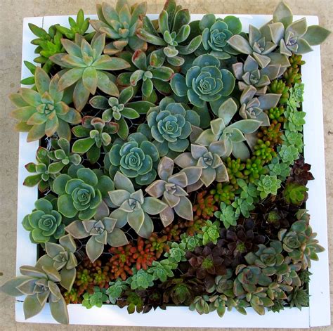 Succulent frame | Suculentas, Jardines verticales, Jardines