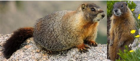 Types Of Wild Rodents