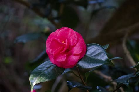 Flower Camellia Free Stock Photo Public Domain Pictures