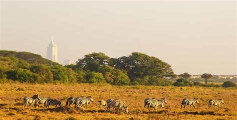 Nairobi 4 Hours National Park Half Day Game Drive Safari Getyourguide