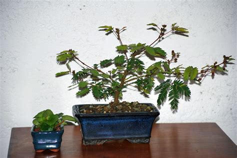 M Pudica Bonsai Bonsai Nut