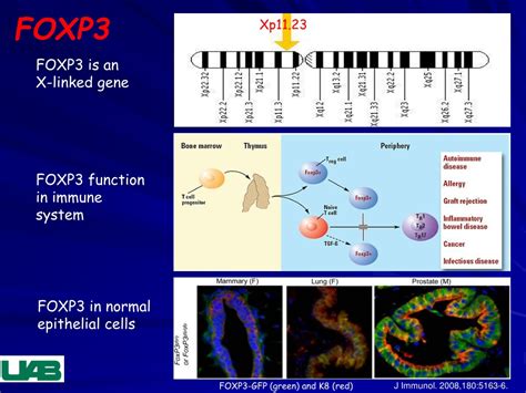 Ppt Foxp3 Mediated Transcriptional Regulation Of Micrornas In Breast