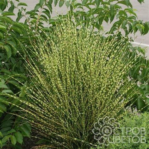 Мискантус Gold Bar | Купить саженцы почтой, недорого
