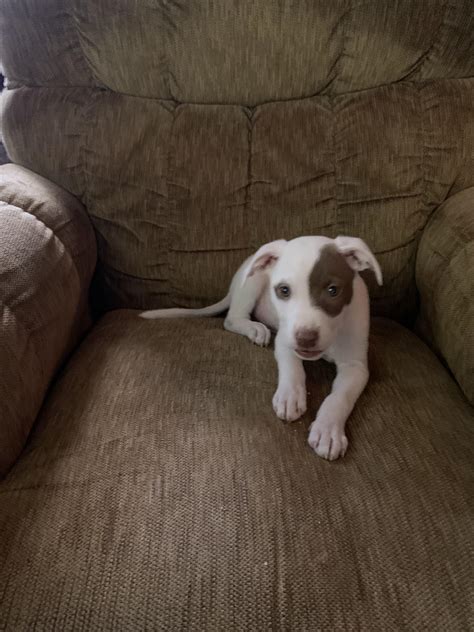 Trainers are debating the mastiff mixed pitbull temperament and needs 5