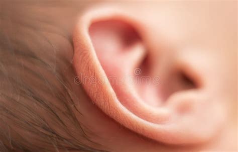 Hairs On The Ear Of A Newborn Baby Cute Body Parts Macro Shot Close