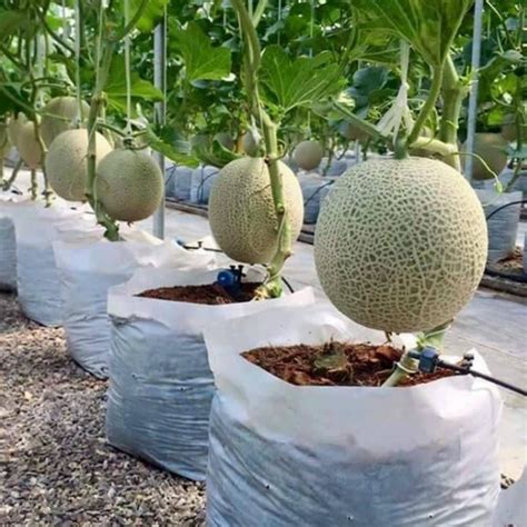 Cómo plantar melones Precio 0 00