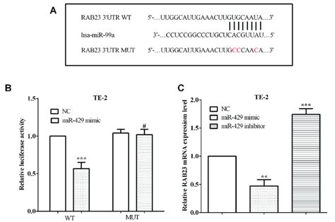 MiR 429 Regulated The Expression Of RAB23 By Binding To 3 UTR Of RAB23