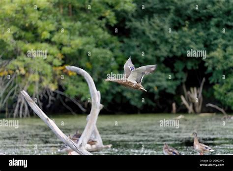 Mallard Ducks In Flight Over Lake Genus Species Anas Platyrhynchos