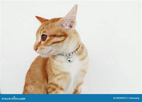 Kitten Side View Face. Cat Wearing Necklace. Stock Photo - Image: 48269673