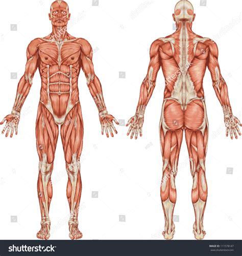 Anatomy Male Muscular System Posterior Anterior Stock Vector (Royalty