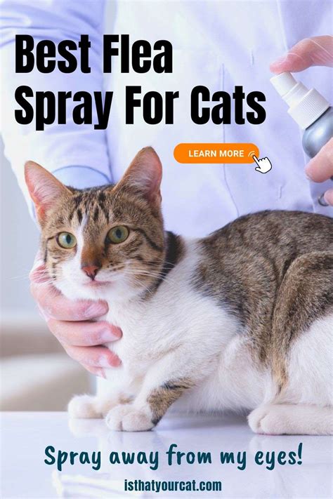 What Is The Best Flea Spray For Cats?