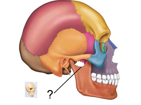 Mandible TMJ Flashcards Quizlet