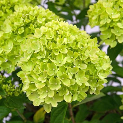 Details Imagen Hortensias Flores Verdes Abzlocal Mx