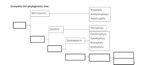 Solved Complete the phylogenetic tree. | Chegg.com 