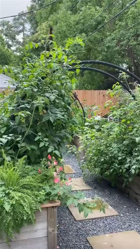 How To Train A Weeping Pussy Willow To Grow Taller Artofit