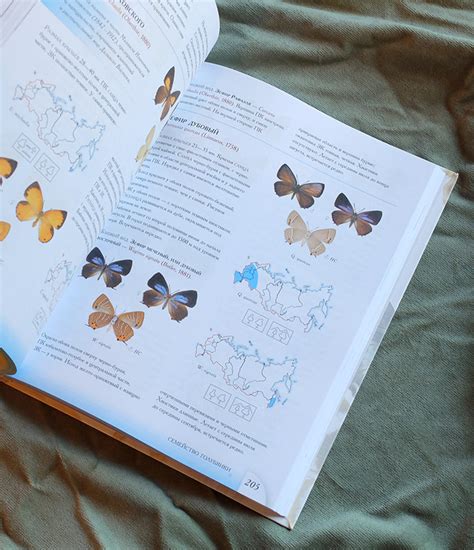 Определитель бабочек России. Дневные бабочки в энтомологическом ...