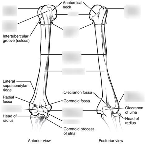 Humerus Diagram Diagram Quizlet