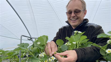 Svenska Jordgubbar Sena Kommer Finnas Till Midsommar P Uppland