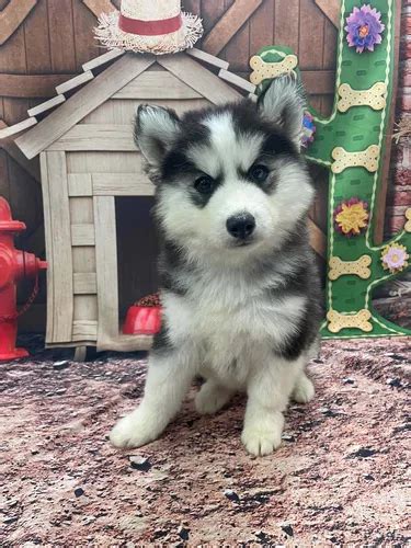 Filhote De Husky Siberiano Macho Parcelamento Sem Juros