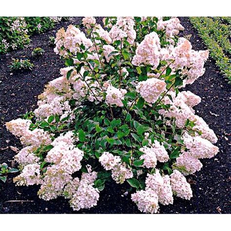 Купить Гортензия метельчатая "Сильвер доллар" Садоград 2хлетние саженцы ...