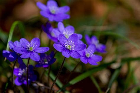 Significado Da Flor Violeta - Ultimate Guide to Flores Violeta (Significados & Simbolismo) | Constant ...