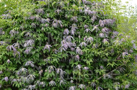 Photo Of Clematis Blue Bird Clematis