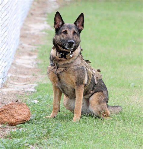 German Shepherd Military Dogs