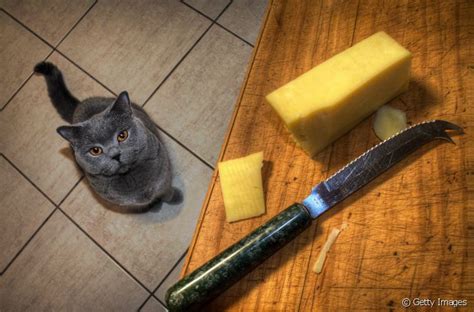 Gato Pode Comer Queijo Descubra Se O Alimento Est Na Lista De Itens